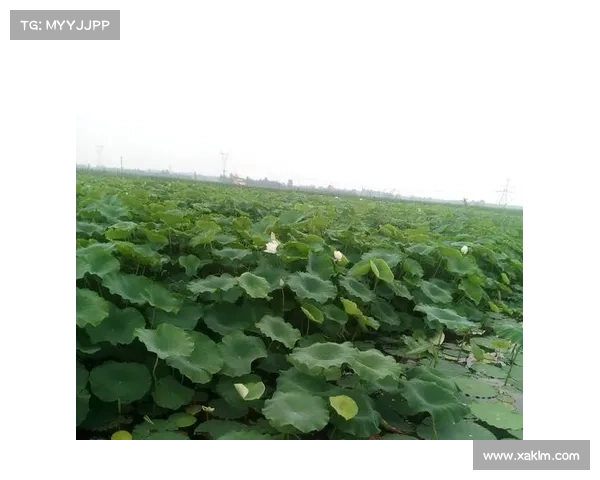 探索恐怖血脉深处家族秘辛揭开令人不寒而栗的祖先传奇故事